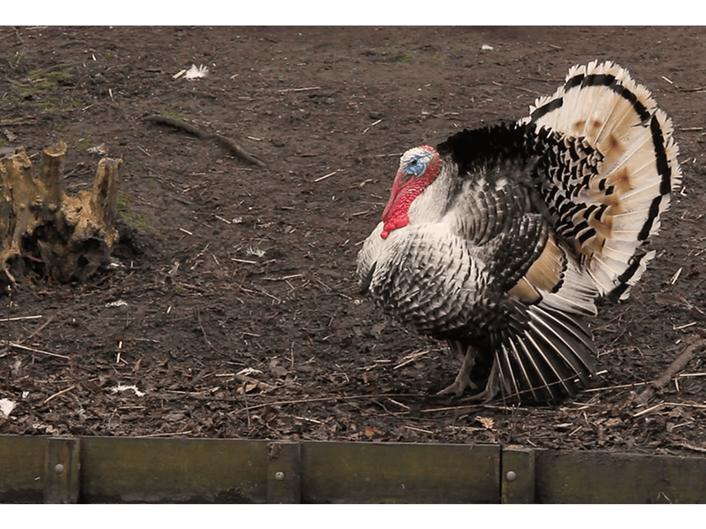 Moving Pet Portraits