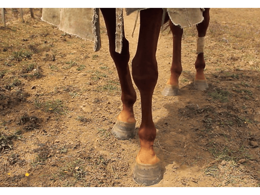 Moving Pet Portraits