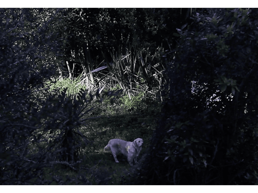 Moving Pet Portraits