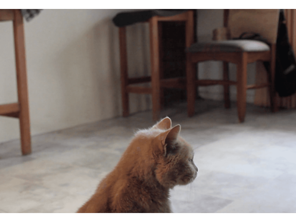 Moving Pet Portraits